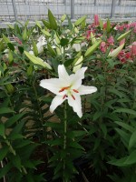 [5376 Meriva 2N VZ No01.JPG]